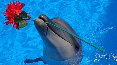 В Челябинске отказались от строительства дельфинария