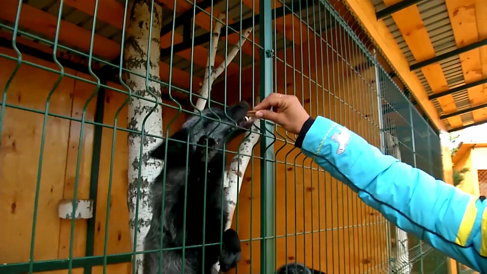 Зоопарк в поселке Кумысном