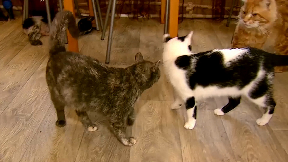 Ищу друга – беспородные кошки