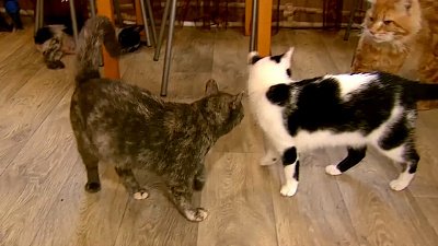 Ищу друга – беспородные кошки