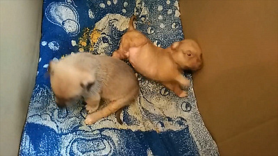 Из пятерых новорожденных щенков, которых закопанными нашла в садах челябинка, осталось три