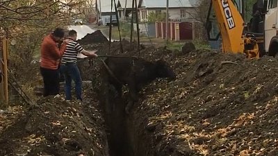 Корова провалилась в яму в поселке Кунашак