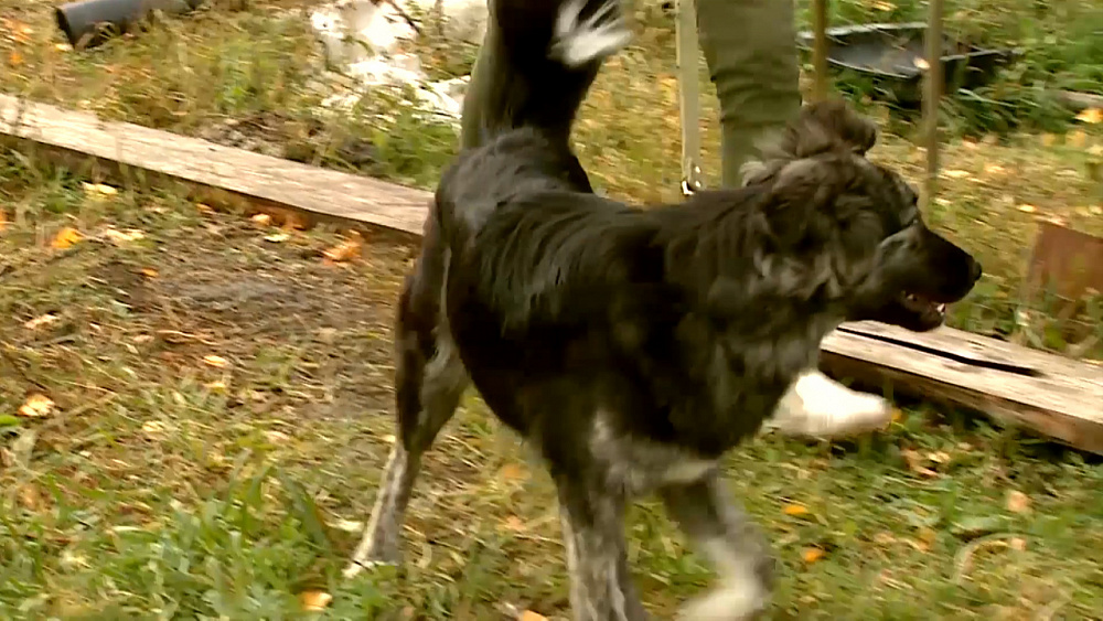 Ищу друга – дворняжка Мила