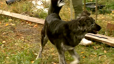 Ищу друга – дворняжка Мила