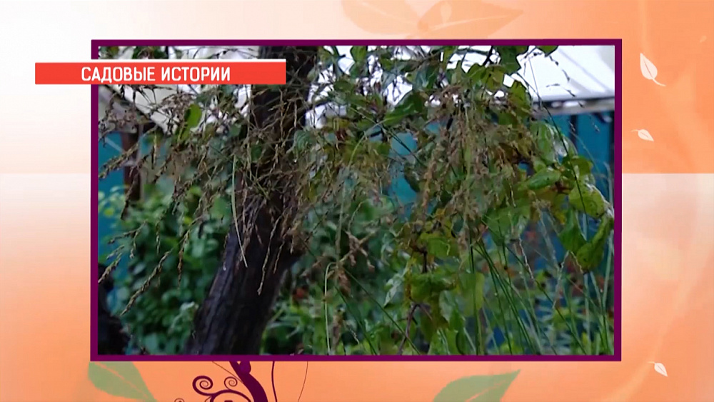 Оперативные работы по сады в октябре