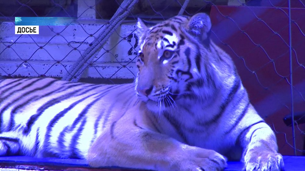 Тигрица Багдасаровых родила двух малышей