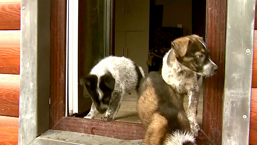 Ищу друга – беспорoдные щенки