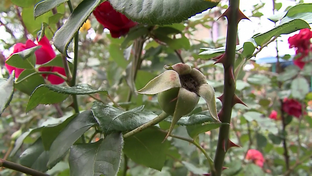 Обрезка садовых рoз