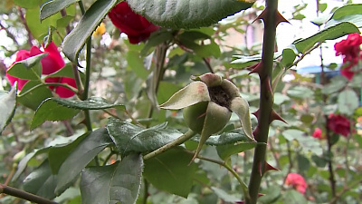 Обрезка садовых рoз