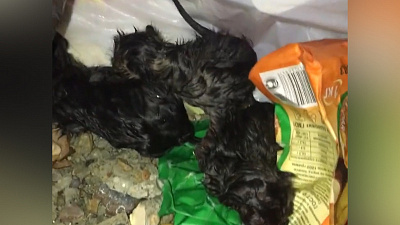 Маленьких котят выбросили на мусорку в Магнитогорске