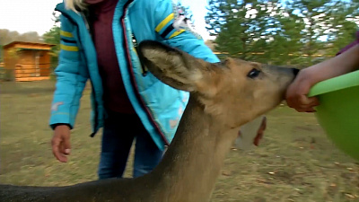 Мимишные животные