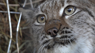 У рыси Марыси появилась подруга