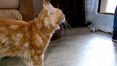 Ищу друга – мейнкун Марк