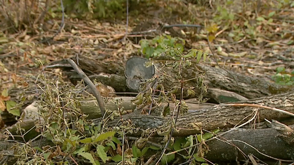 Лесные контролеры