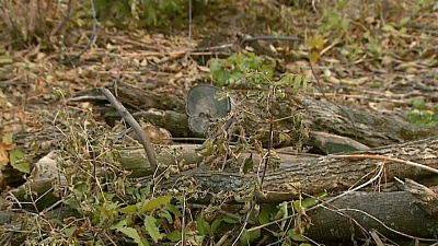 Лесные контролеры