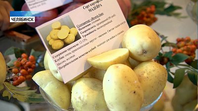 Выставка «Урожай» работает в «Тракторе»