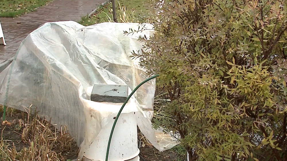 Подготовка роз к зиме