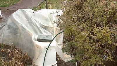 Подготовка роз к зиме