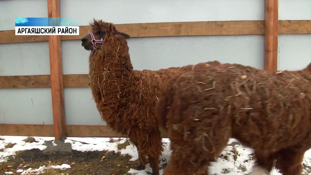 На Южном Урале попробуют разводить альпака