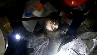 В вагоне на Цинковом заводе обнаружился енот