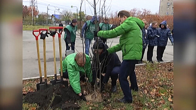 Высажено более 1000 крупных деревьев