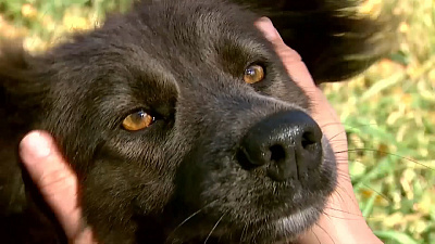 Ищу друга – дворняжка Жужа