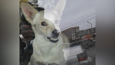 Пса, сидящего за рулем автомобиля, снял на видео житель Магнитогорска