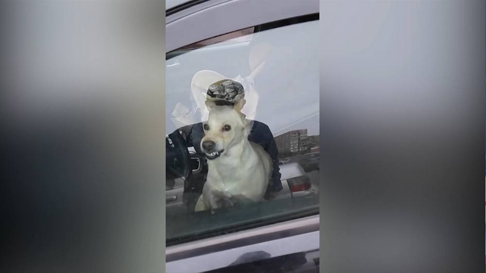 Лучше, чем сигнализация