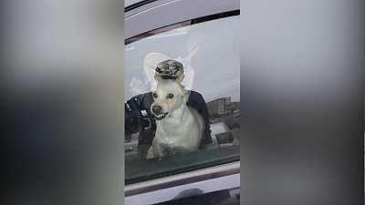 Лучше, чем сигнализация