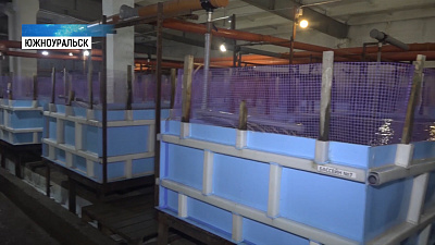В Южноуральске начали производить африканского сома