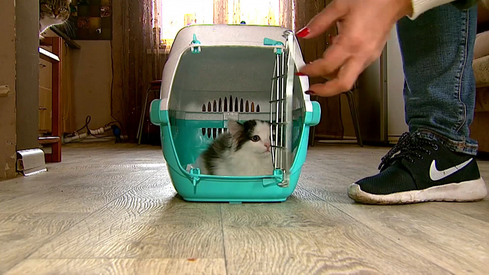 Ищу друга – беспородный котенок