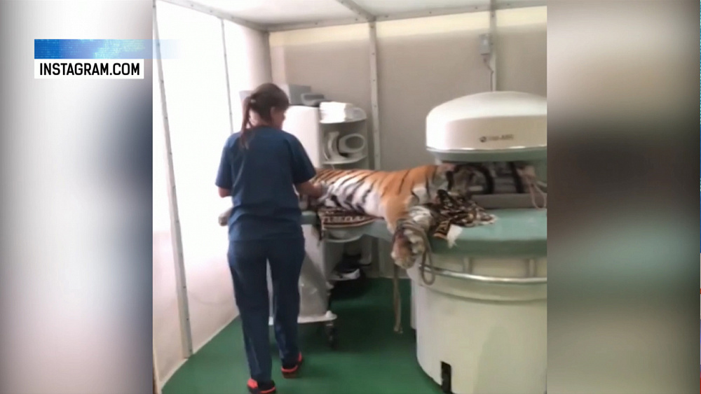 Тигрица Зена проходит обследование 