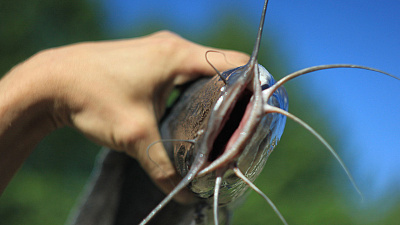В Южноуральске начали производить африканского сома