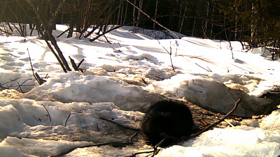 В заказниках области считают бобров
