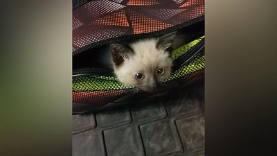 Котенку Масяне из Челябинска сделают операцию в Санкт-Петербурге