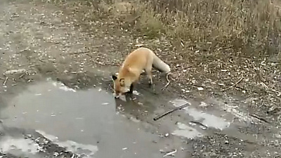 Дикая лиса напугала челябинских заводчан