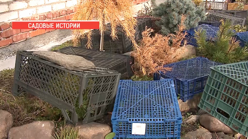 Садовые истории – подготовка к зиме