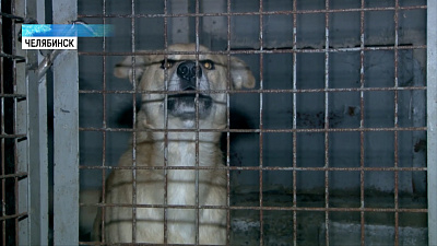 Бездомным животным «Горэкоцентра» ищут новый приют 