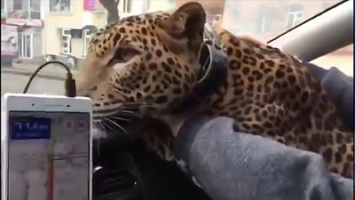 Таксист подвез леопарда