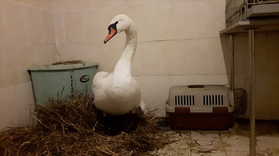 Сумки с двумя лебедями на пороге приюта обнаружил челябинский зоозащитник