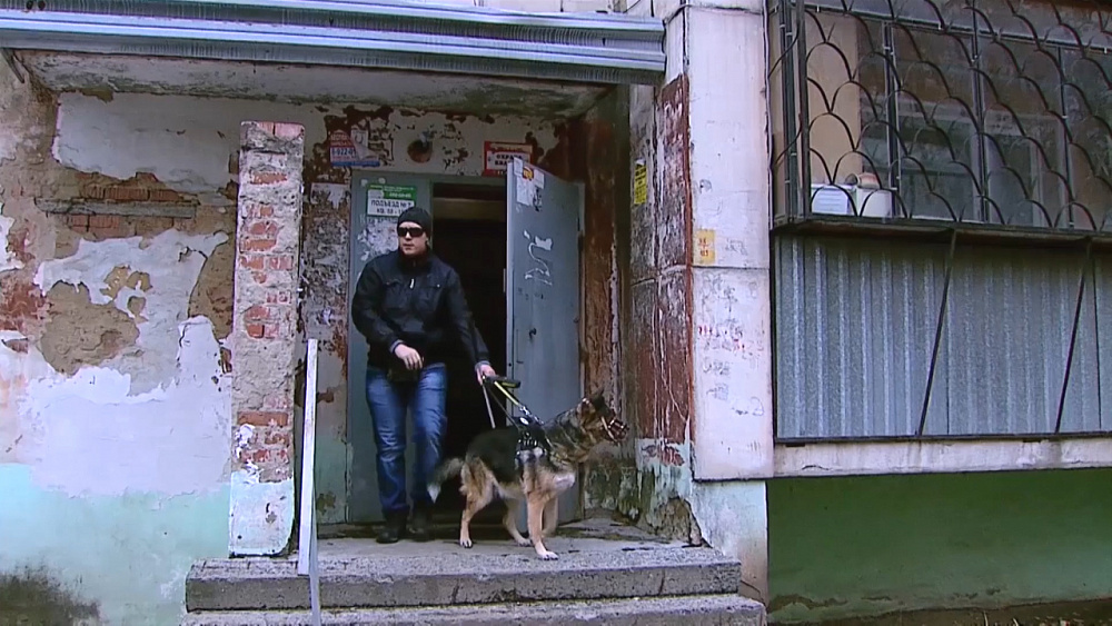 Собака-поводырь