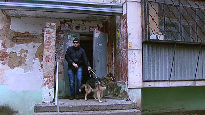 Собака-поводырь