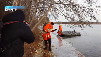 На Увильдах спасли краснокнижного лебедя