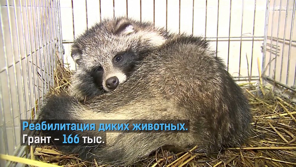 Лучшие экопроекты поддержат грантами