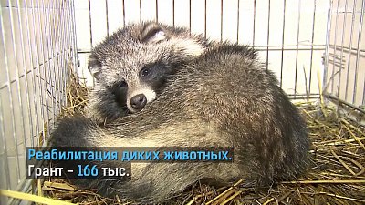 Лучшие экопроекты поддержат грантами