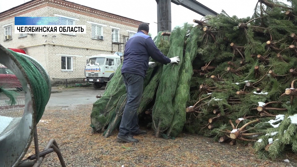 На Южном Урале начали заготовку сосен