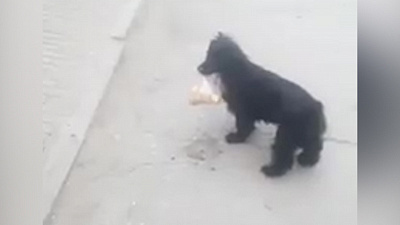 Четвероногий помощник из Миасса поразил местных жителей