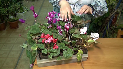 Цикламены в домашних условиях