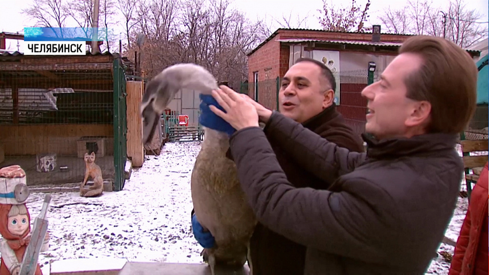 Раненого браконьерами лебедя навестили спасатели