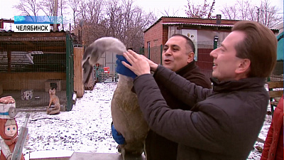 Раненого браконьерами лебедя навестили спасатели